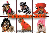 Bulldog Costumes for Halloween