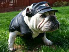Bulldog with Harley Davidson cap