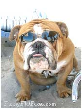 Fawn bulldog with blue sunglasses