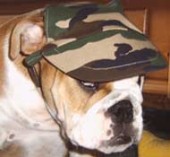 Bulldog with military cap