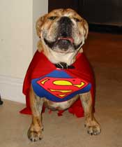 Bulldog dressed up as Superman