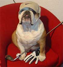 bulldog in golf outfit