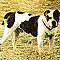 alapaha blue blood bulldog