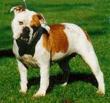 Australian bulldog