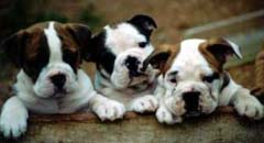 Aussie bulldog puppies