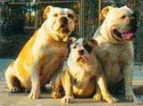 Aussie bulldogs