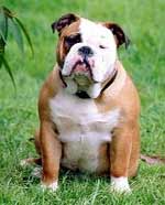 Asutralian bulldog front view