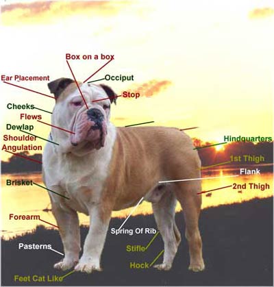 Legitimationsoplysninger dækning Scorch Aussie bulldog (Australian bulldog): history, description, character