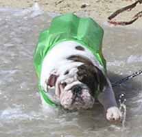Bulldog swimming with life jacket