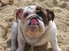 Bulldog licking sand of her face