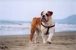 Bulldog at the beach