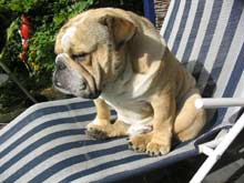 Bulldog sunbathing in armchair
