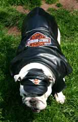 Bulldog in Harley Davidson outfit