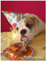 Bulldogs festegiando il loro compleanno
