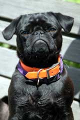 Black pug with orange collar