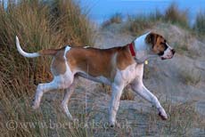 piebald boerboels