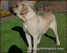 female Boerboel