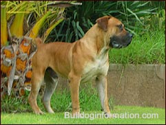 superb male Boerboel