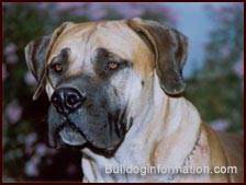 Boerboel head study