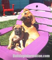 Boerboel pups