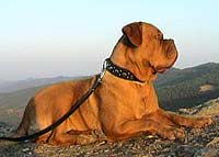 Dogue de Bordeaux side view