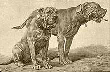 ancient Dogues de Bordeaux