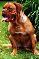 Dogue de Bordeaux front