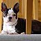 Boston Terrier