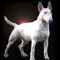 Bull Terrier