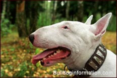 Bull Terrier head