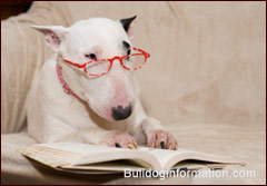 Bull Terrier with reading glasses