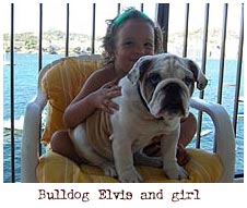 girl and bulldog puppy