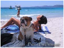 Bulldog at the beach