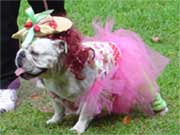 Bulldog Beauty Princesses