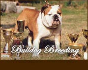 Bulldog breeding