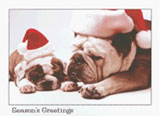 Santa Bulldogs Christmas cards