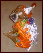 Clown Costume for Dogs