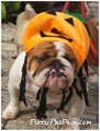Bulldogs dressed up for Halloween