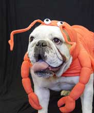 bulldog in lobster costume