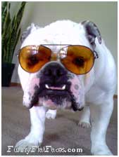 White bulldog with orange sunglasses