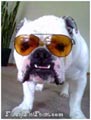 Bulldogs in Sunglasses