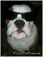 Bulldog with black sunglasses