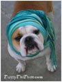 Bulldogs in turbans and hats
