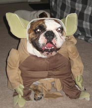 Bulldog in Yoda Costume