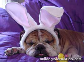 funny bulldog puppy with bunny ears