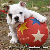 Bulldog puppy with ball