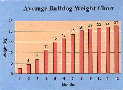 Female English Bulldog Weight Chart