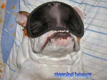 bulldog with sleeping mask