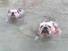 Two bulldogs with life jackets swimming in the sea