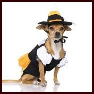 Candy Corn Witch Halloween Costume for Small Dogs